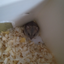 Hamster_Rian avatar