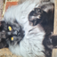 maine_coon avatar