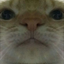 thatguyontehcroner avatar