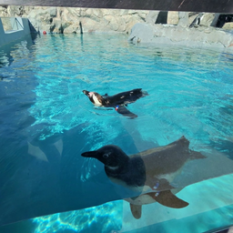 @PenguinnZguy