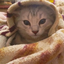 meowlove avatar