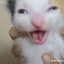 sadiena avatar