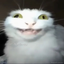 DrunkCat avatar