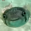iwo283928 avatar