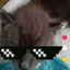 MjauMjauKitten avatar