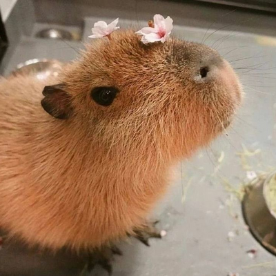 @Ilovecapybaraslol