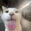 kittycookiesforlife avatar