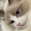 MaryuooLo avatar