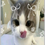 -_Mochi-_ avatar