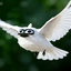 birdy_Dirdy avatar