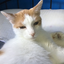 Cat-team-studio-games avatar