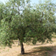 olivetreebulow avatar