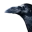 sunbitternbirds avatar
