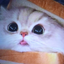 anxious-koala56 avatar