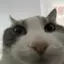 CAT493 avatar