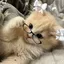gatinh3 avatar