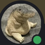 the_mini_crocodile avatar