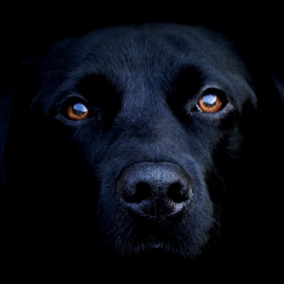 @dark_dog_officials