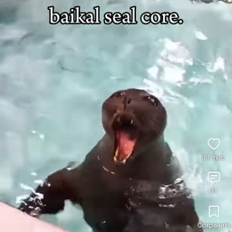 @sealpop