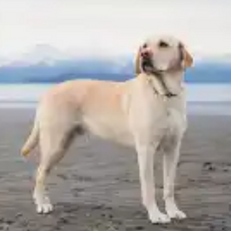@Luckitthedoggo