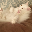 YukiCatfan avatar
