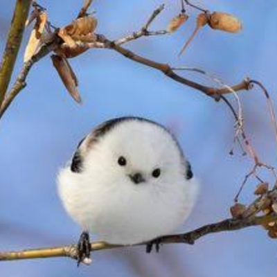 @snow_birdie
