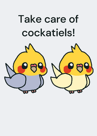 Take care of cockatiels!
