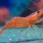 shrimpshell_the_shrimp avatar