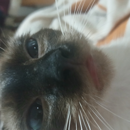 @Mycatcute