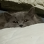 0_SoniaCat_0 avatar