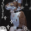 Fawn_WCUEYT avatar
