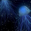 jellyfish3456 avatar