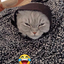 kittygamer81687 avatar