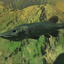 fish_hamster_Official avatar