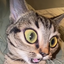 Melllyello avatar