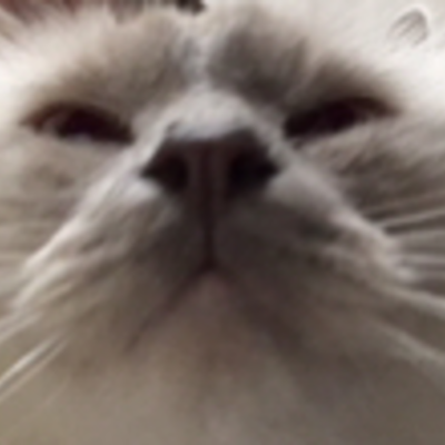 @-_aGermanCatLover_-2