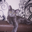 kirillko_apples avatar