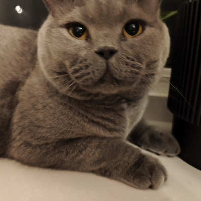 @cat_lover724