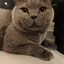 @cat_lover724