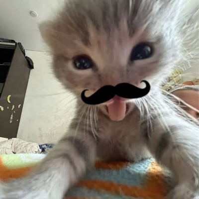 @GatodeBigode