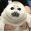NikoTheSeal avatar