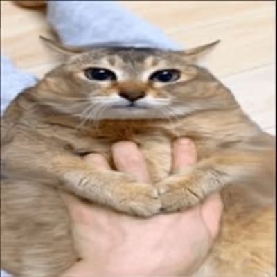 @crang4394