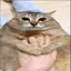 crang4394 avatar