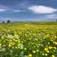 Meadow9012 avatar