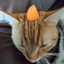 rino_H avatar