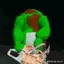dipsy_tubbie avatar