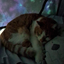 CoolkidGaming_Offical avatar