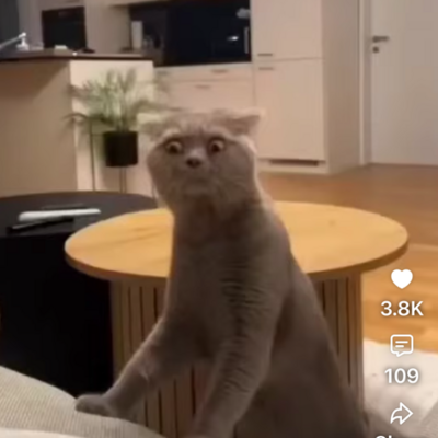 @cutiepie_cat