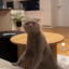 @cutiepie_cat