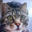 vitanwoels avatar